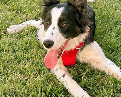 Georgie - Border Collie Male Puppy for Adoption