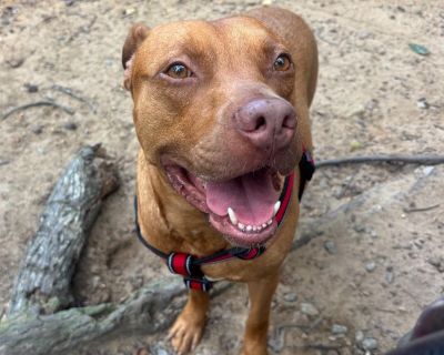 Good Luck Chuck - Pit Bull Terrier Mix Male Dog for Adoption