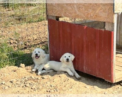 Litter of 5 - Akbash Dog Female Puppy for Sale