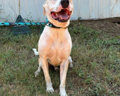 Cheeseburger - Pit Bull Terrier Mix Male Dog for Adoption