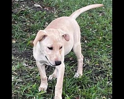 Cassie - Labrador Retriever/Retriever (Unknown Type) Mix Female Puppy for Adoption