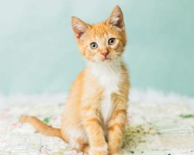 Meet Fester Fiesta the name says it all! This little whirlwind is a one-kitten party, and he brings the fun everywhere he goes. Fester is a wild, wiggly, happy bundle of energy who plays harder than any kitten we ve met yet! He launches himself into every game with total enthusiasm climbing, pouncing, zooming, and inventing new acrobatics on the spot. If there s fun to be had, Fester Fiesta is ...