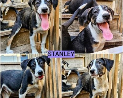Stanley - Male Puppy Catahoula / Treeing Walker Coonhound for Adoption