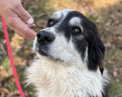 Sierra is a lovely Great Pyrenees mix with an equally lovely personality. She came to us with one puppy and proved herself to be a fine mama dog. She's 4 years old and came into our rescue thin at about 50 to 60 pounds; however, she'll mature to 70 pounds or more. Sierra loves other dogs and is very calm. Typically, she likes to lounge around and watch the world go by. A sweet girl who loves af...