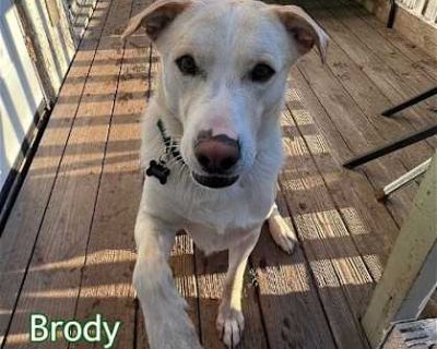 Brody - Labrador Retriever Male Dog for Adoption