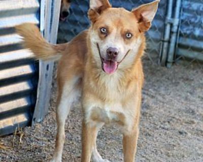 Dax - Australian Shepherd Male Dog for Adoption