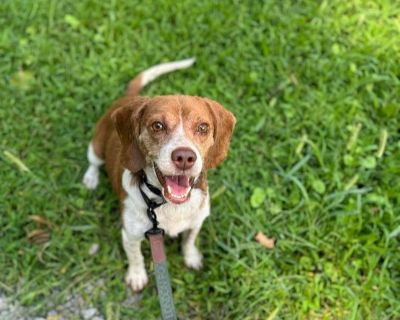 Bert - Beagle Male Dog for Adoption