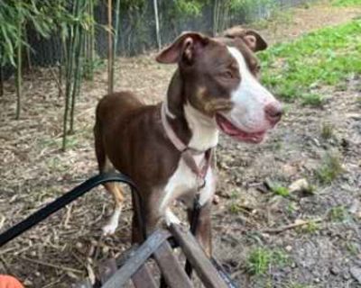 Fancy Pants - Mixed Breed (Medium) Female Dog for Adoption
