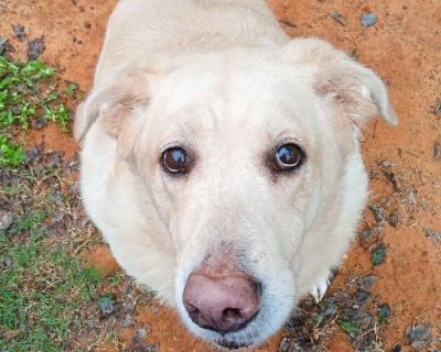 Daisy - Golden Retriever & Labrador Retriever Mix Female Dog for Adoption