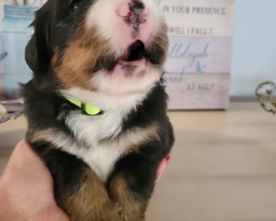 4 Female Bernese Mountain Dog Puppies for Sale