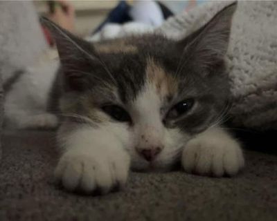 Guilia is a gorgeous baby, about 6 months old. She is very shy but sweet. She has had 2 adoptions pending in the past month, both have backed out for reasons not having to do with her. She is currently at the York PetSmart. Please be her savior!!. Good with cats Shots current Spayed / Neutered. Breed Domestic Shorthair Color Calico or Dilute Calico Age 6 months old, Kitten Sex Female Pet ID Hai...