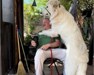 Hugo or Papacito - Male Puppy Great Pyrenees for Adoption