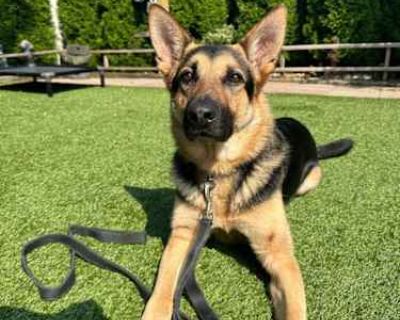 Captain - German Shepherd Dog Male Dog for Adoption