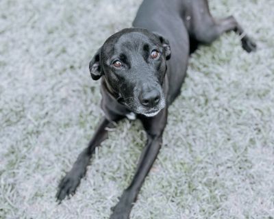 Molly - Black Labrador Retriever Mix Female Dog for Adoption