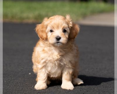 Lilac - Bichpoo-Maltipoo Mix Female Puppy for Sale