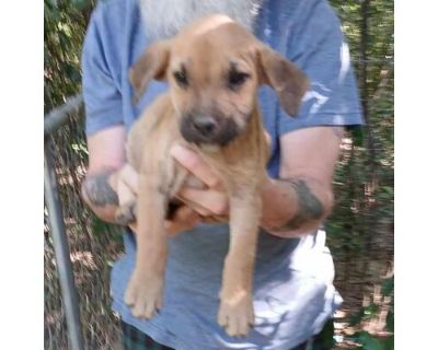 Annabel - Hound (Unknown Type) Female Puppy for Adoption