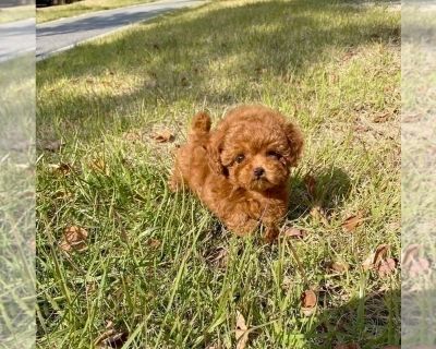 Teacup Poodles - Poodle (Toy) Female Puppy for Sale