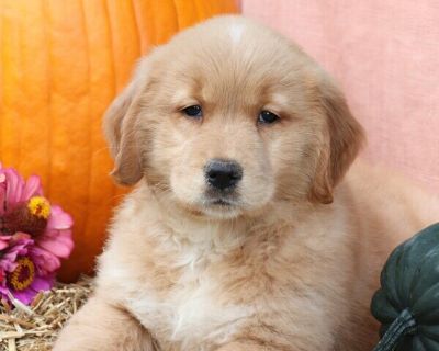 Geneva - Golden Retriever Female Puppy for Sale