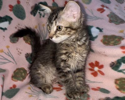 Get ready to press "start" on a lifetime of love with Sega, the ultimate cuddle-powered kitten! This brown tabby cutie is a pixel-perfect blend of snuggles, pounces, and purrs always ready to curl up in your lap after a victorious round of zoomies. Sega's playful spirit is matched only by her affection, she'll nuzzle your cheek, chase your shoelaces, and melt into your arms like she was program...