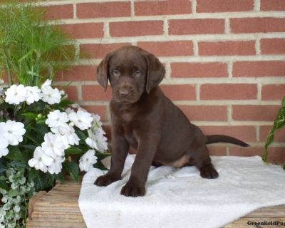 Bella - 7 Weeks Female Chocolate Labrador Retriever Puppy for Sale