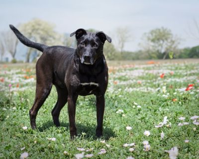 Lady - Labrador Retriever Mix Female Dog for Adoption