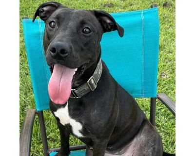 nala - American Pit Bull Terrier/Labrador Retriever Mix Female Dog for Adoption