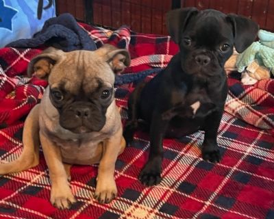 Poppy - French Bulldog & Pug Mix Female Puppy for Adoption