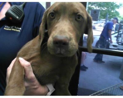 REESES - Labrador Retriever Female Puppy for Adoption