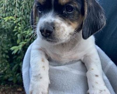 LuLu - Jack Russell Terrier/Beagle Mix Female Puppy for Adoption