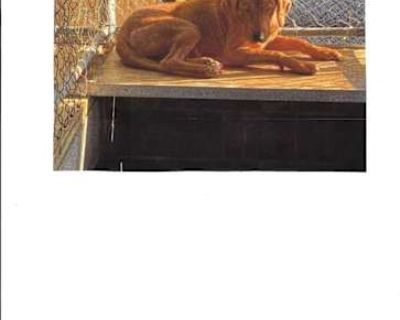 Miss Judy - Golden Retriever/Labrador Retriever Mix Female Dog for Adoption