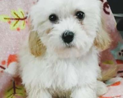 BAILEY - Shih Tzu/Maltipoo Mix Male Puppy for Adoption