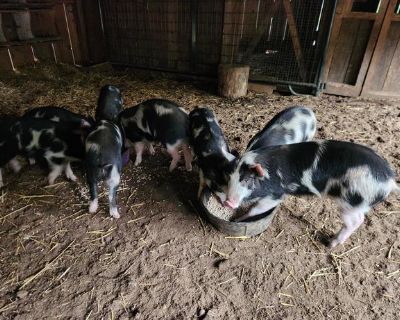 Ossabaw pigs
