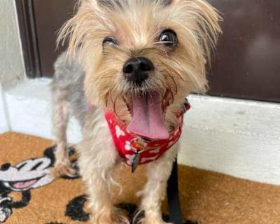 Lillie - Yorkie, Yorkshire Terrier Female Dog for Adoption