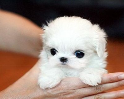 Tea Cup Maltese Puppies for sale