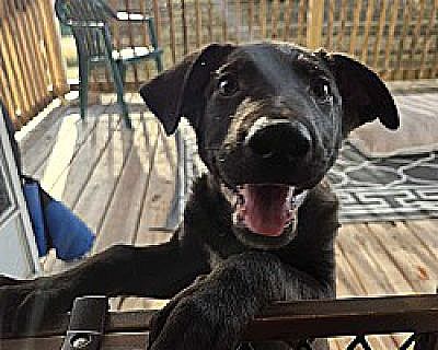 Sampson - Labrador Retriever/Mixed Breed (Large) Mix Male Puppy for Adoption