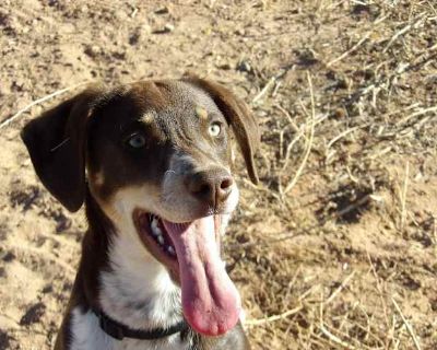 Luna - German Shorthaired Pointer/Terrier (Unknown Type, Medium) Mix Female Puppy for Adoption