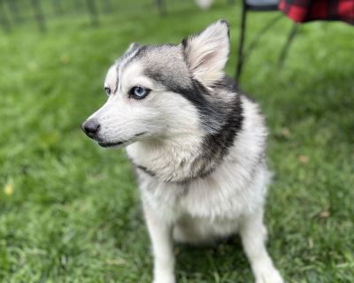 Alma - Pomeranian / Siberian Husky / Mixed (medium coat) Small Adult Female for Adoption