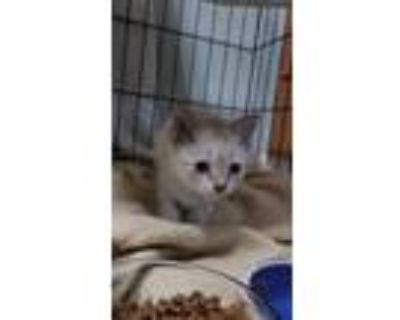 Adopt Souffl ( bonded with Crme Brle) a Siamese