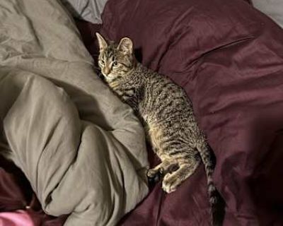 He has extra toes!! He can t jump very well. He doesn t really use his claws. He can t really use his back legs to scratch. He is so sweet and loves to curl up beside you. He cries if you pick him up and is a little stiff. He nibbles a little bit when you re loving on him.. Good with kids Good with dogs Good with cats Needs experienced adopter Housetrained Has special needs. Breed Bengal Color ...