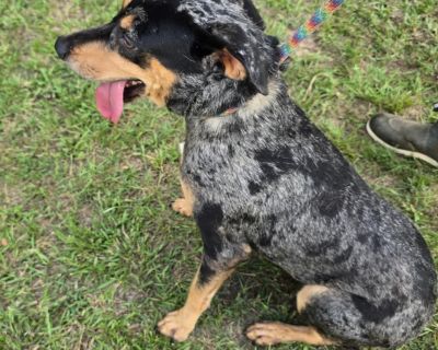 Michelle - Australian Cattle Dog / Blue Heeler Mix Female Dog for Adoption