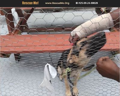 This animal is available to licensed rescue groups only. Please do not enquire unless with a licensed rescue group. 4-6 month old german shepherd puppy need to be rescued he has a disabled owner who can't potty train him he says him an hus wife just want him to have a home a good one he's a sweet baby but will bark at you if you walk up towards him but I'm rubbing his head to show how approacha...