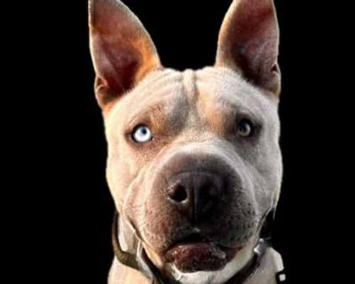 Moose is a happy puppy - Staffordshire Bull Terrier/Pit Bull Terrier Mix Male Puppy for Adoption