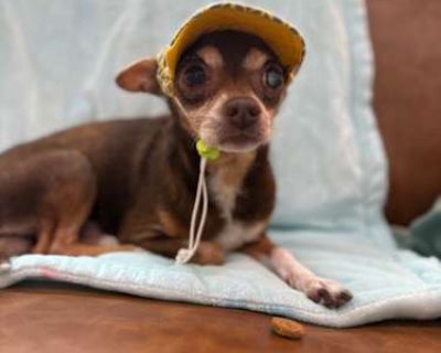 Lieutenant Dan - Chihuahua Male Dog for Adoption