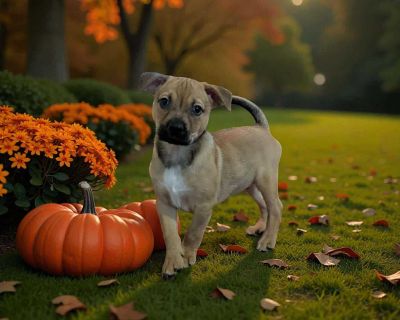 THE FOLLOWING PET IS FOSTERED IN TEXAS BUT AVAILABLE FOR TRANSPORT!!! Details below Don t let the name fool you Thanos isn t out to take over the universe, just your heart! This tiny-but-mighty Chihuahua mix was rescued from the shelter with his mom and littermates before their eyes were even open. Since then, he s grown into a strong, confident pup who loves to be the leader of playtime but is...