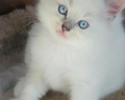 Traditional Litter Update - Ragdoll Male & Female Kitten For Sale