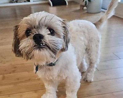 Kermit! - Shih Tzu Male Dog for Adoption