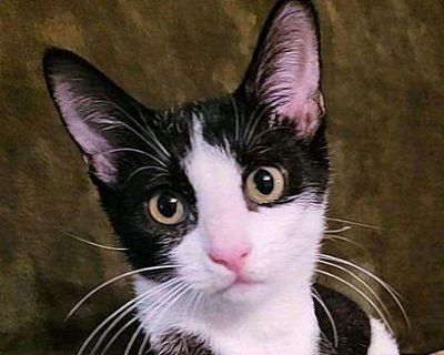 Fred the TriPawd - Domestic Shorthair Male Cat for Adoption