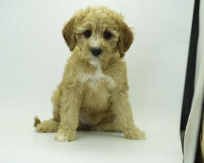Sophie - Female Cavapoo Puppy for Sale