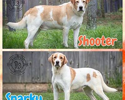 Shooter & Sparky - Labrador Retriever/Australian Cattle Dog Mix Male Dog for Adoption