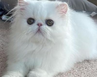 Show potential. Champion bloodlines. Breeding not allowed. Vaccinated. Registered. He has had a wellness exam, fully vaccinated and dewormed. He comes from championship bloodiness. He will come with a new 3.5 bag of food, eye envy starter kit, hand picked toy, and a comb. He is very sweet and playful!!